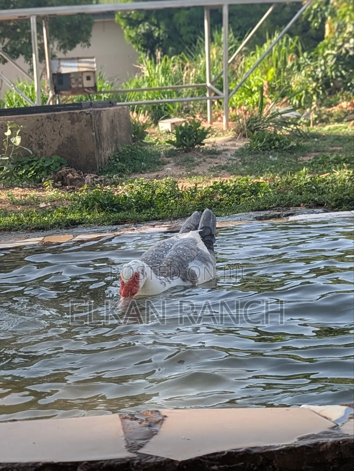 Moscovey Ducks