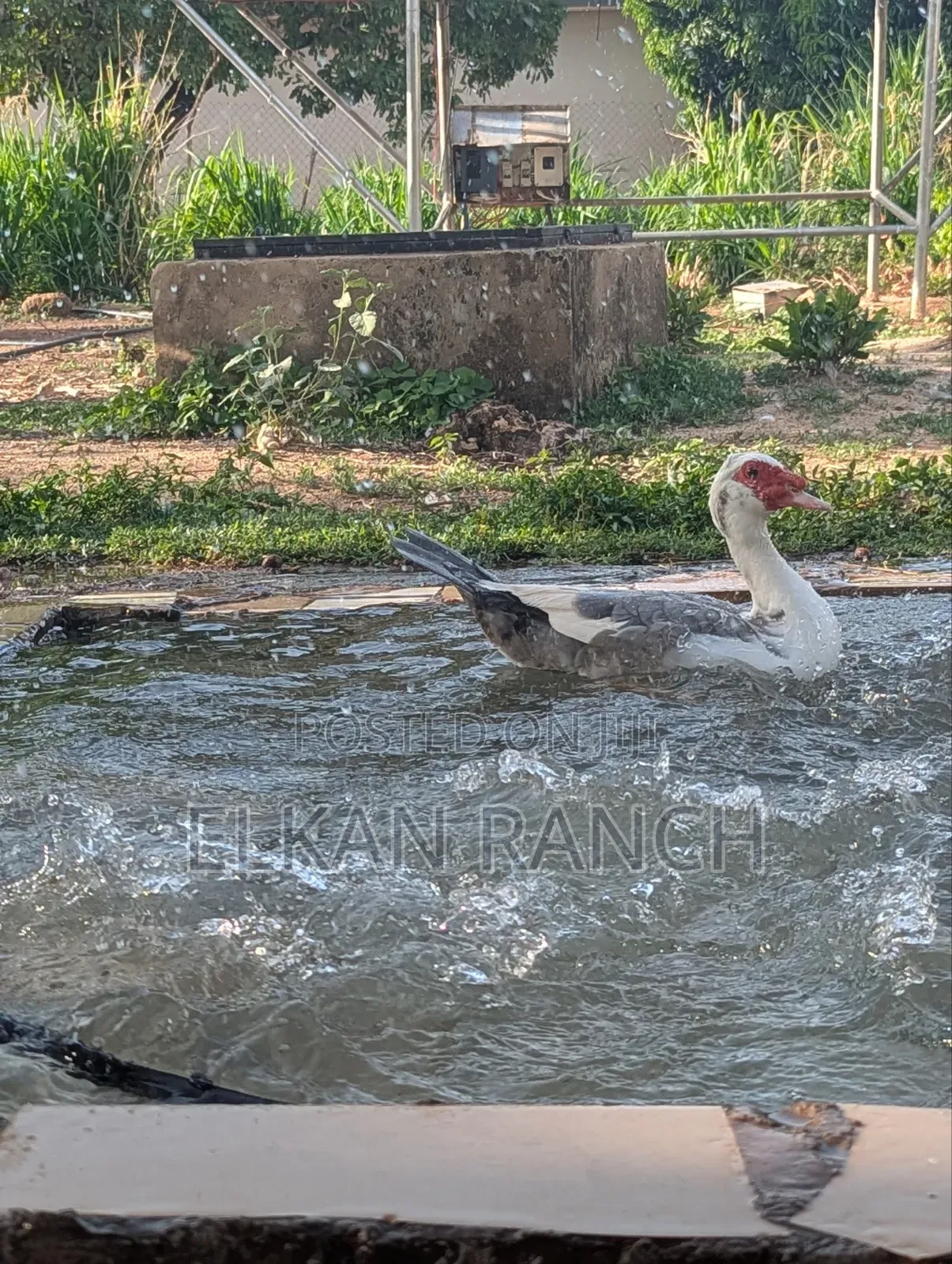 Moscovey Ducks