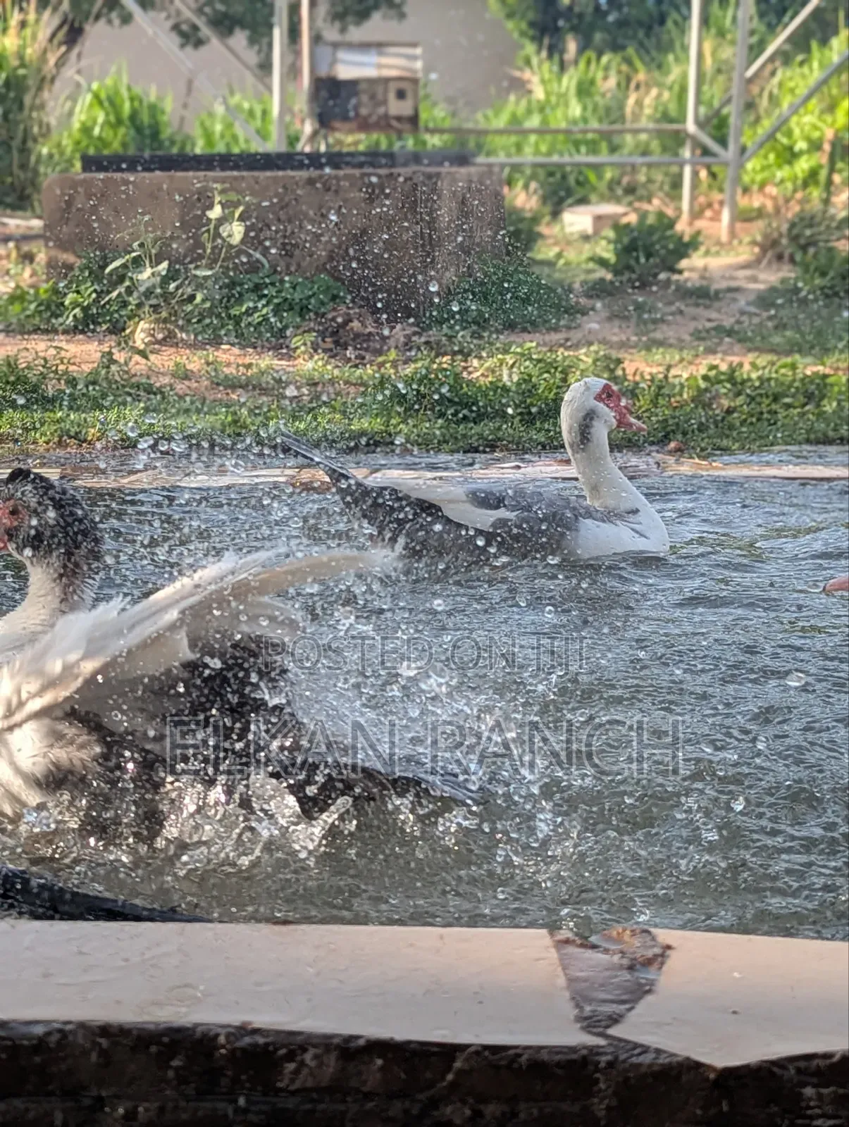 Moscovey Ducks