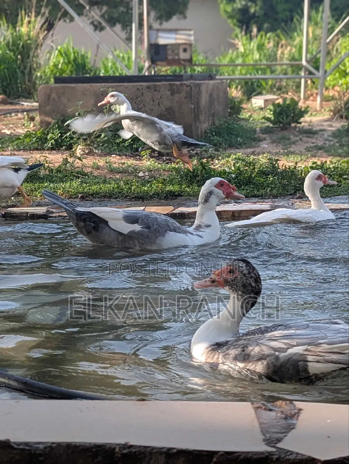 Moscovey Ducks