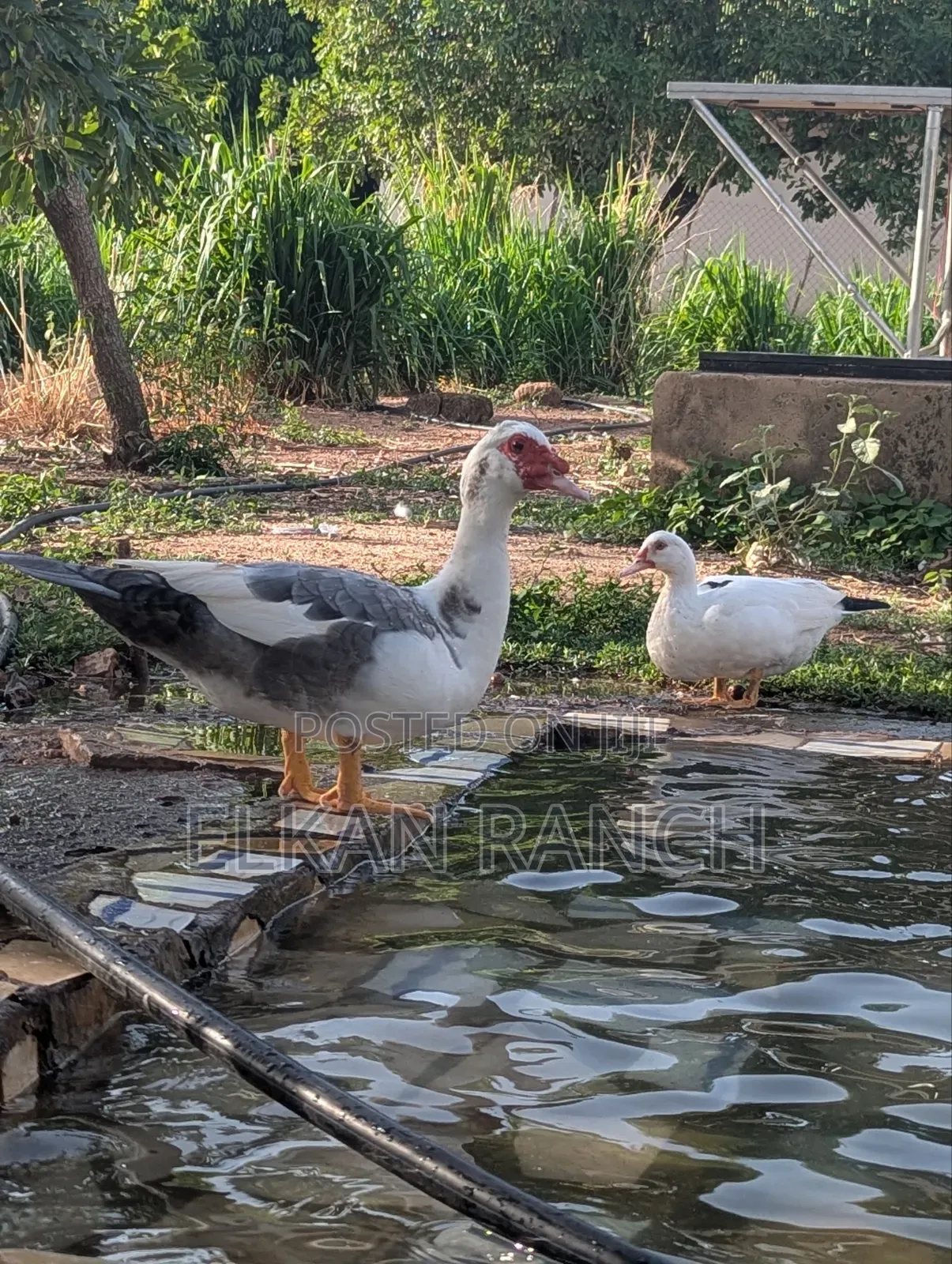 Moscovey Ducks