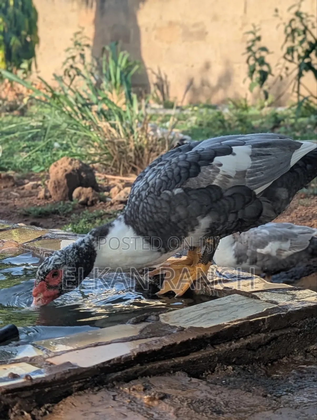 Moscovey Ducks