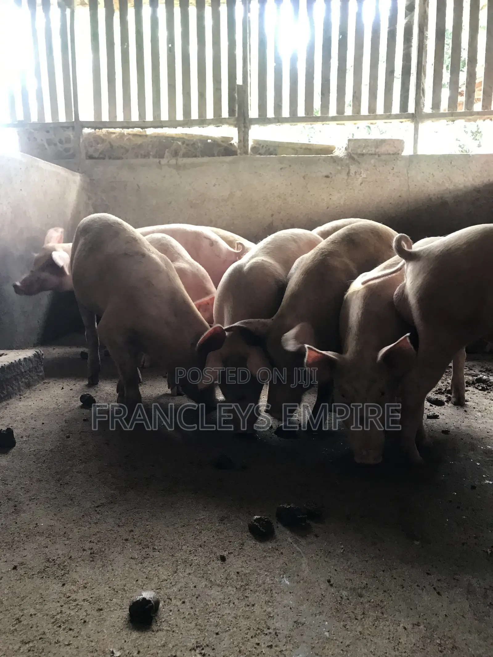Large White and Duroc. Price Range 4350-6000cedis.Between 70-90kg.