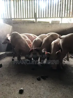 Large White and Duroc. Price Range 4350-6000cedis.Between 70-90kg.
