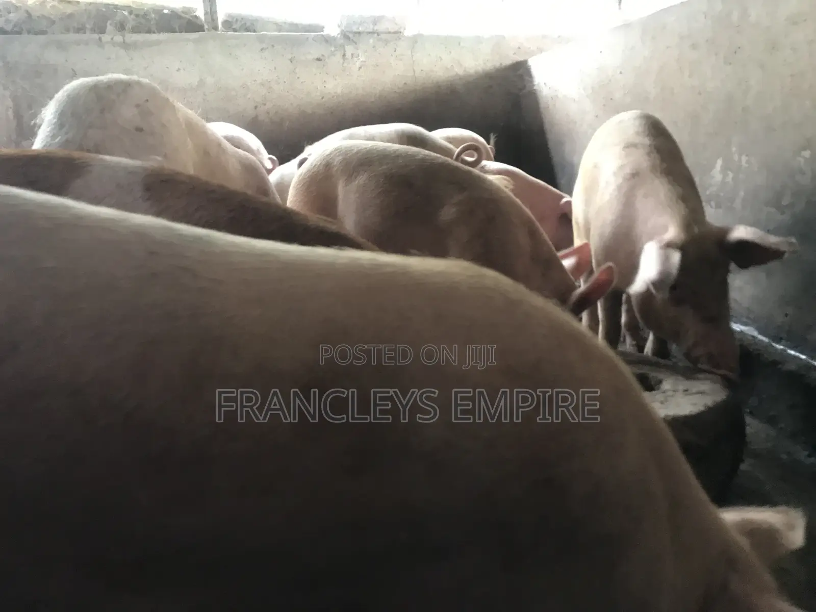 Large White and Duroc. Price Range 4350-6000cedis.Between 70-90kg.