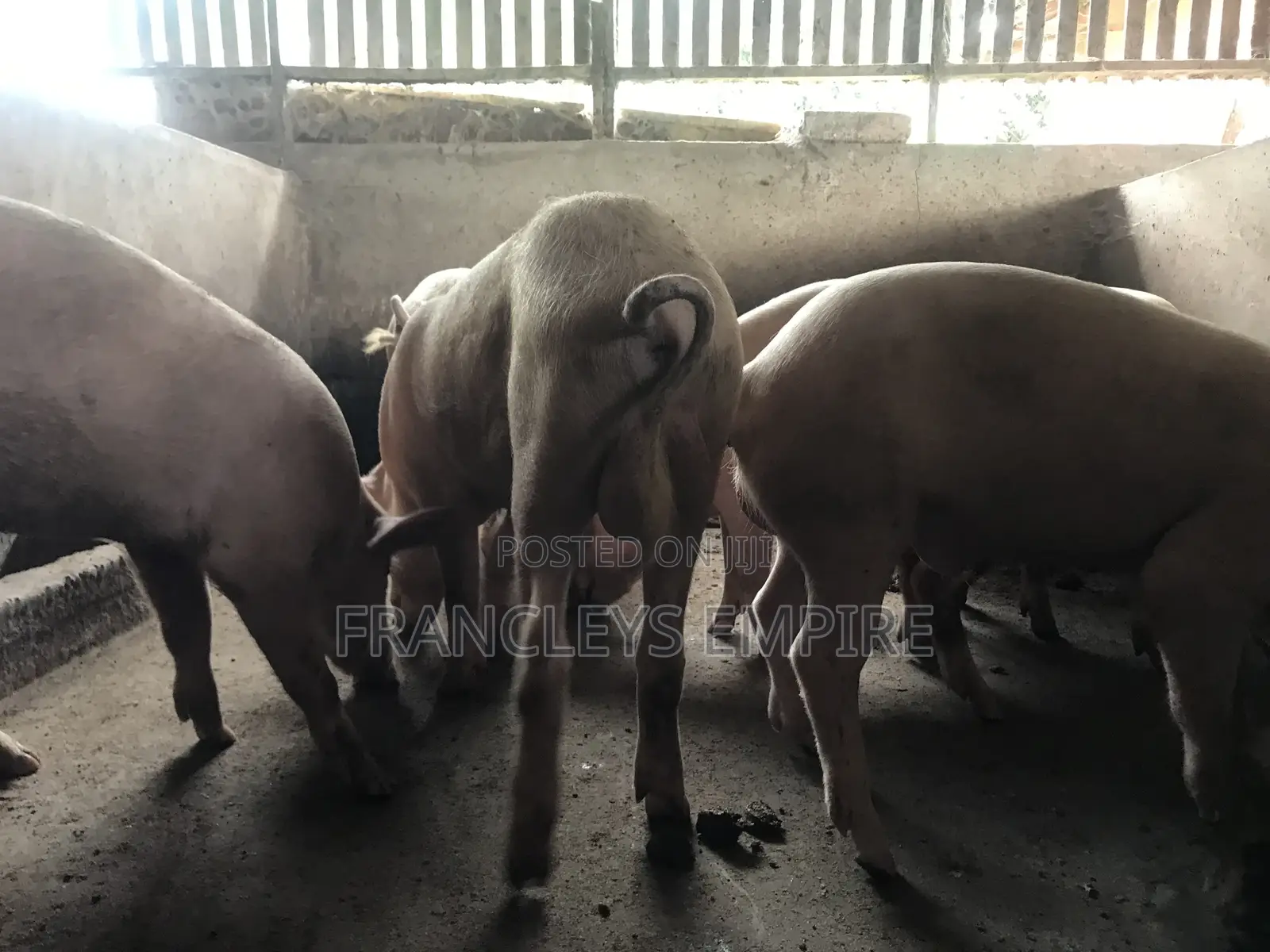 Large White and Duroc. Price Range 4350-6000cedis.Between 70-90kg.