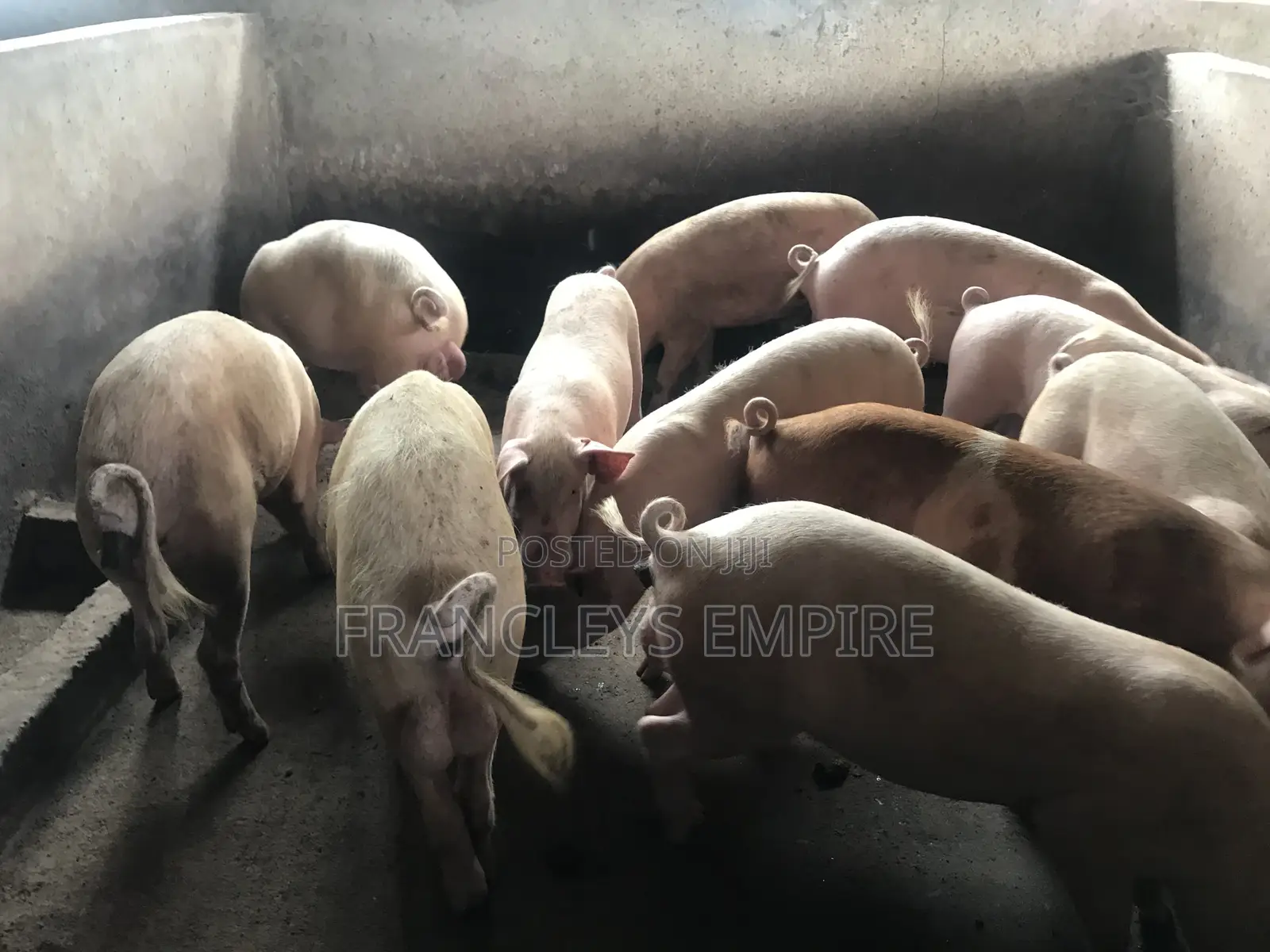 Large White and Duroc. Price Range 4350-6000cedis.Between 70-90kg.