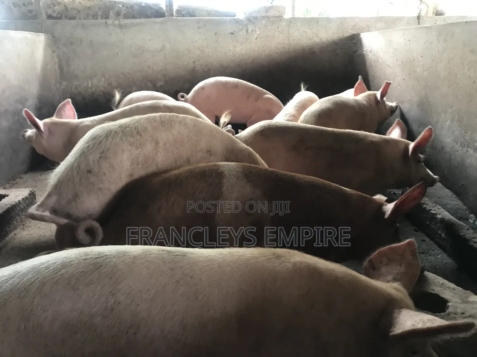Large White and Duroc. Price Range 4350-6000cedis.Between 70-90kg.