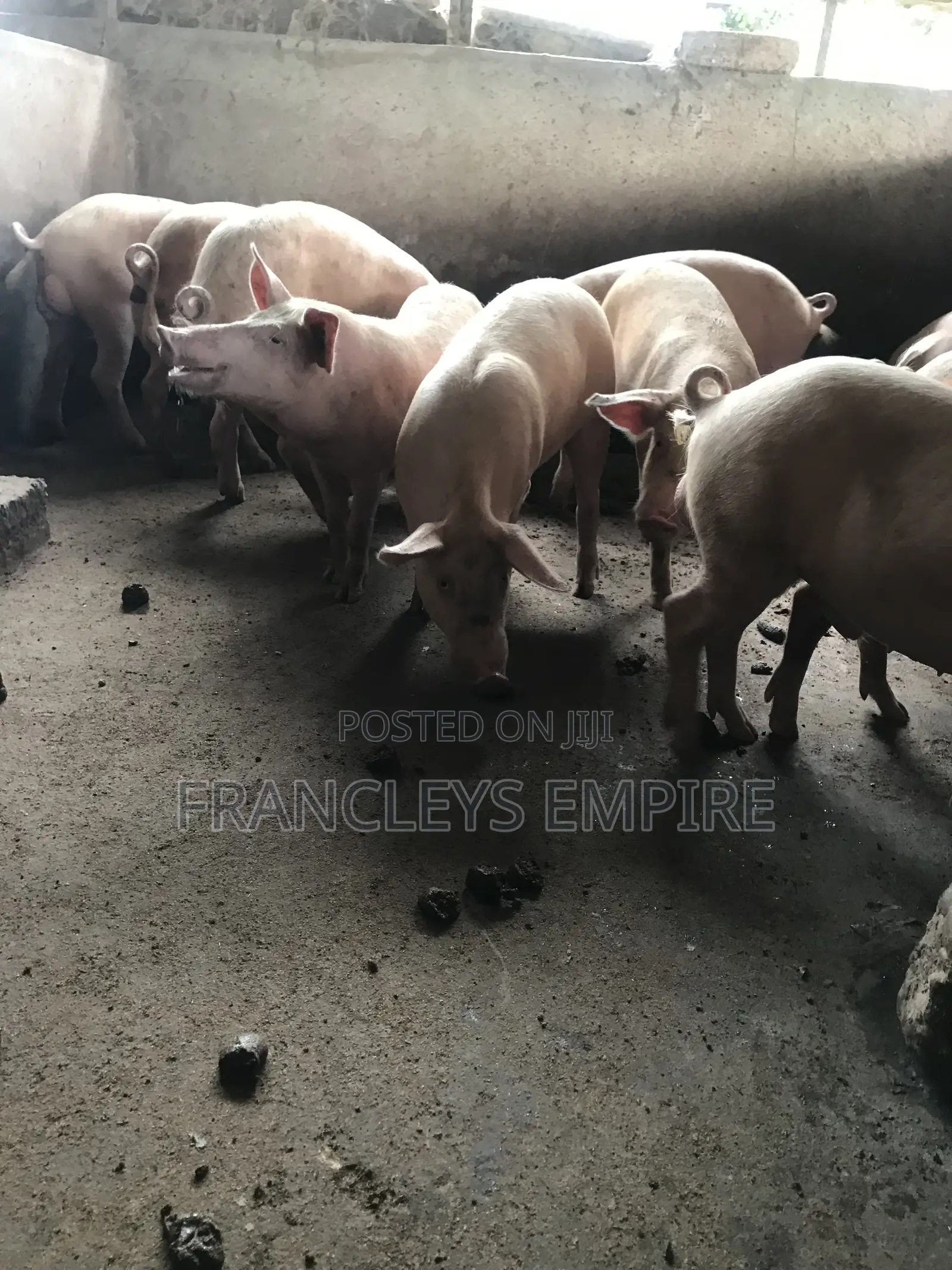 Large White and Duroc. Price Range 4350-6000cedis.Between 70-90kg.