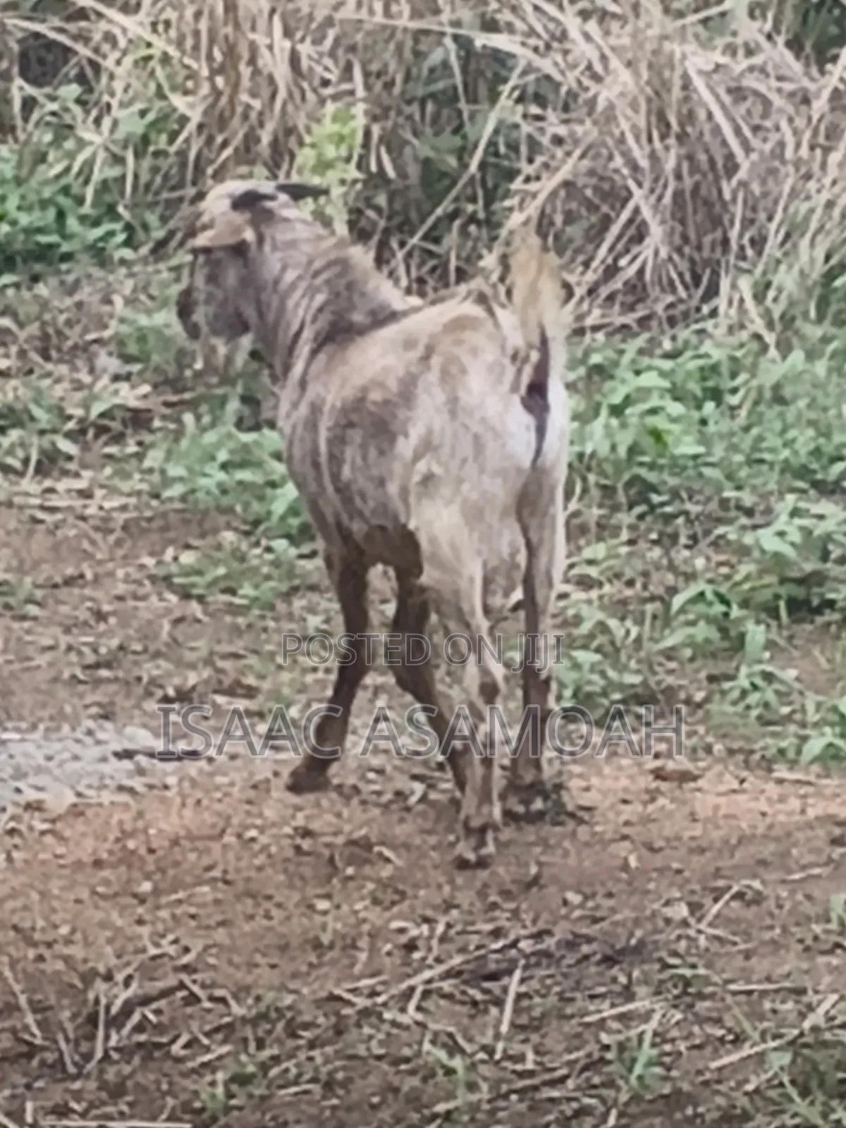 Male Goat for Sale