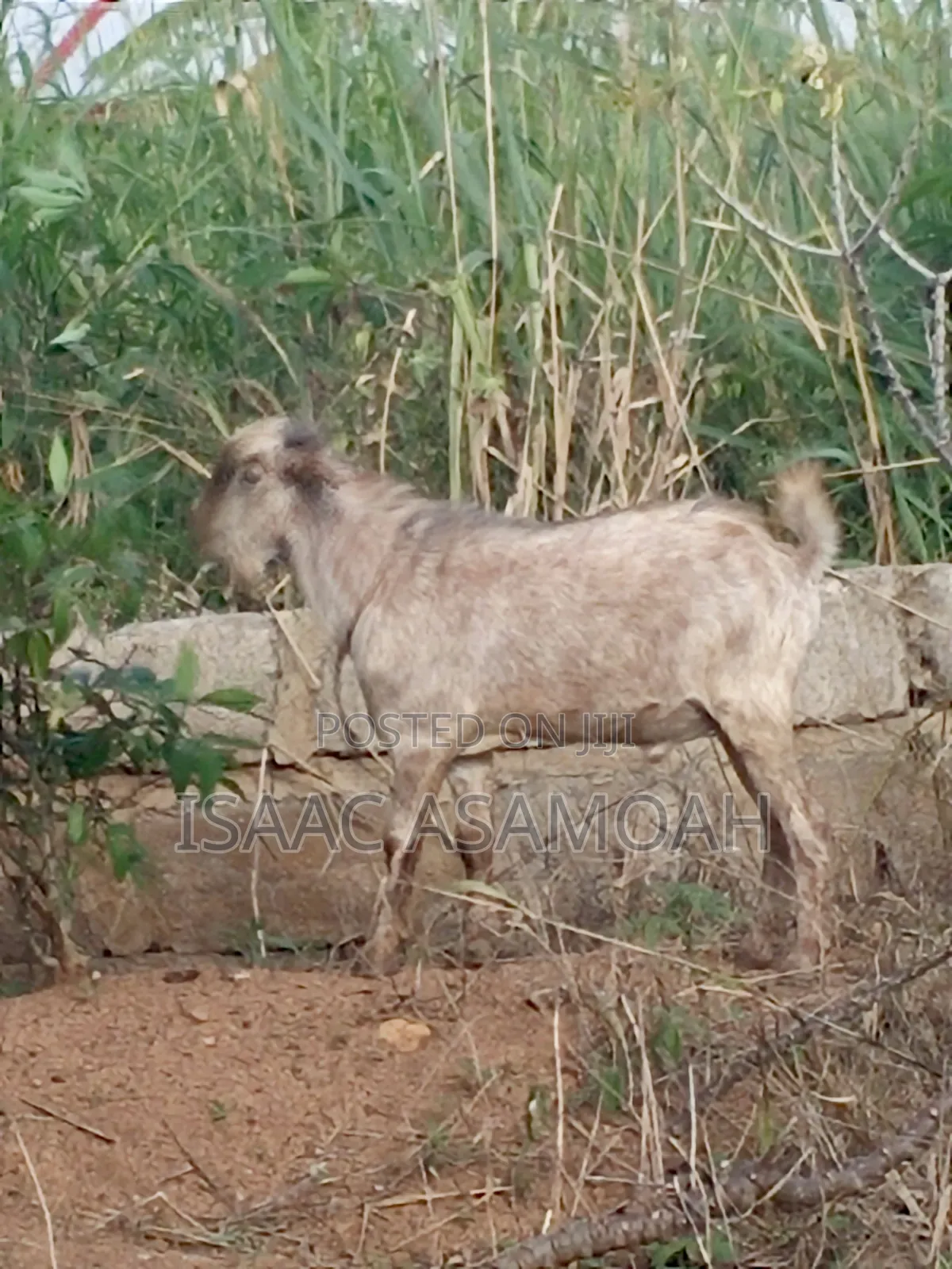 Male Goat for Sale