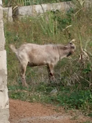 Male Goat for Sale