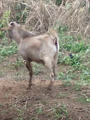 Male Goat for Sale