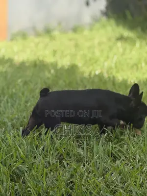 1-3 months Female Purebred French Bulldog