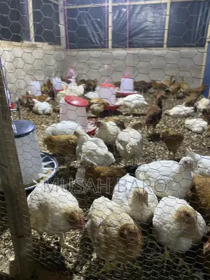 Broiler Chicken