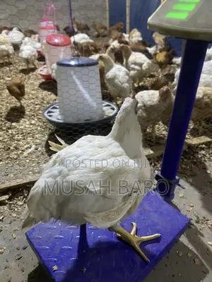 Broiler Chicken