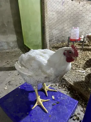 Broiler Chicken