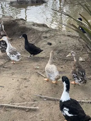 Ducks Local and Foreign