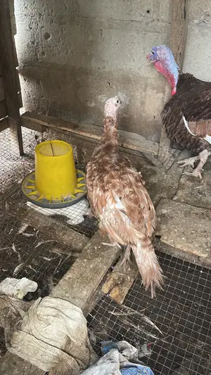 Chicken and Brown Turkey