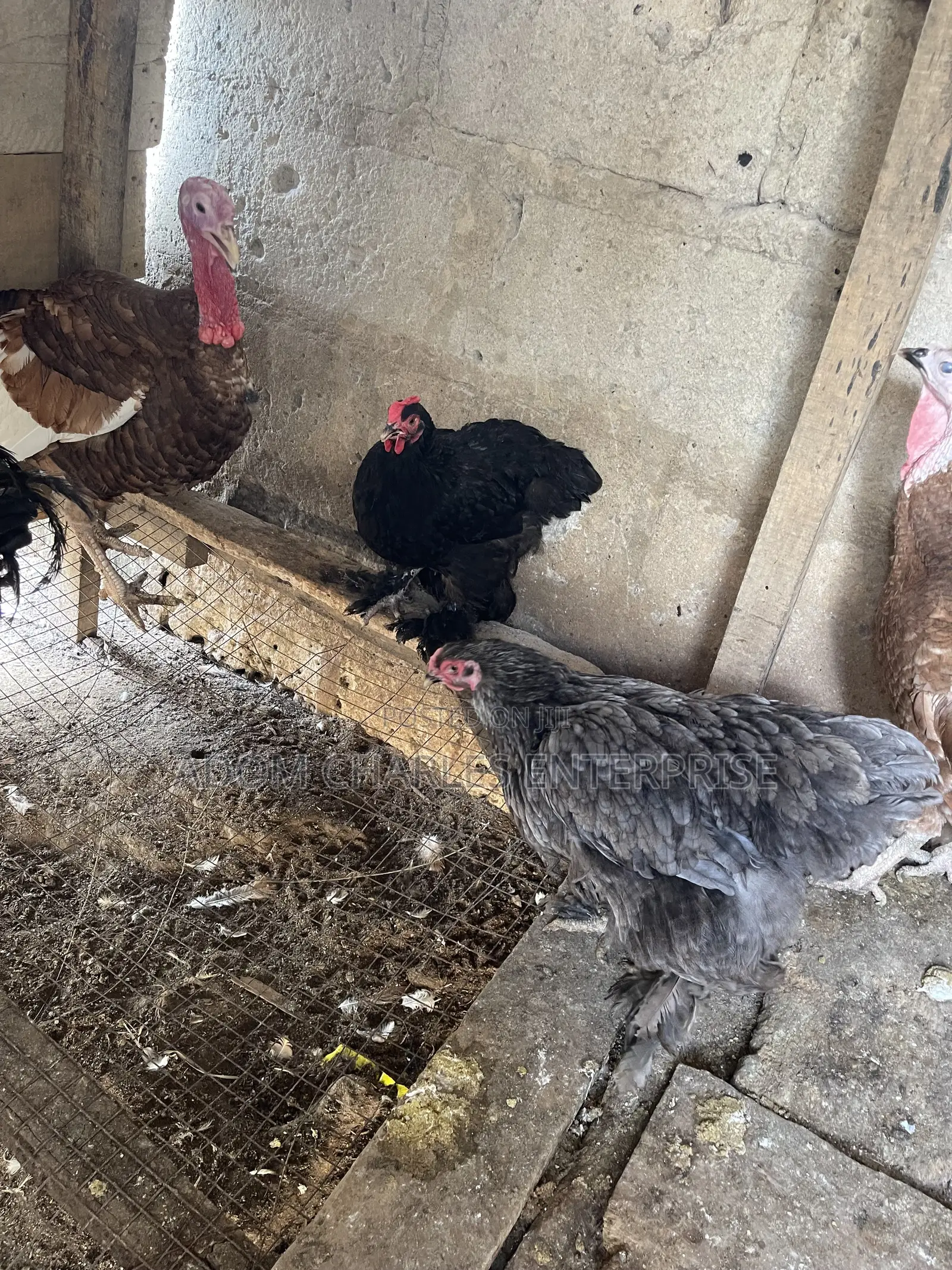 Chicken and Brown Turkey