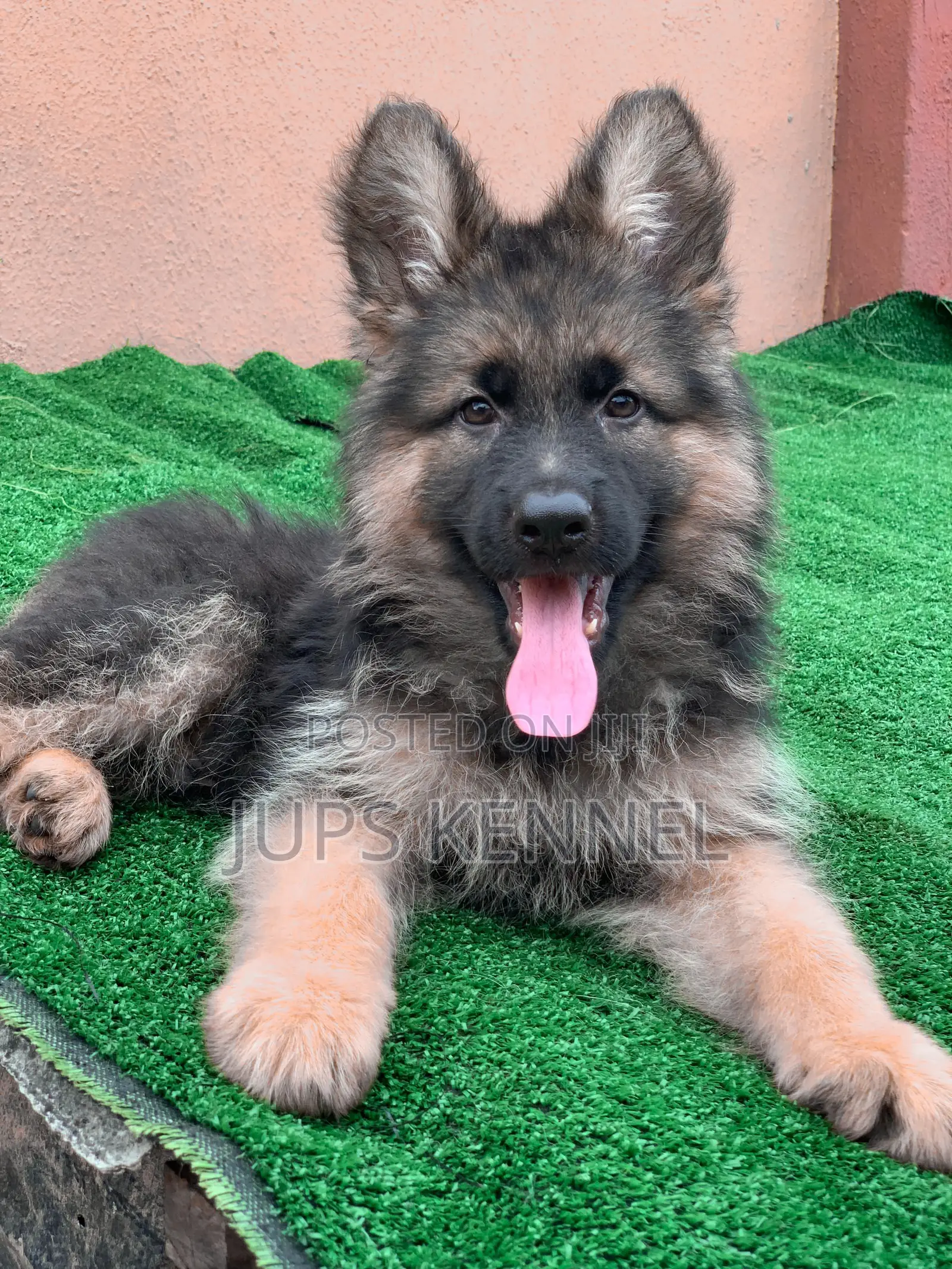 1-3 months Female Purebred German Shepherd