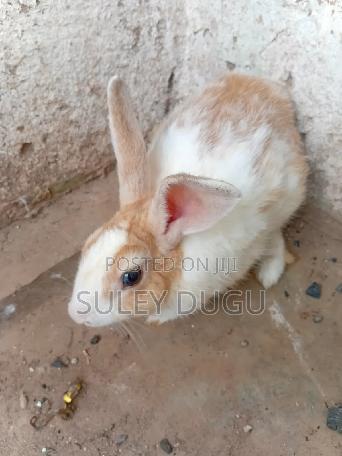 Healthy Young Rabbits for Sale