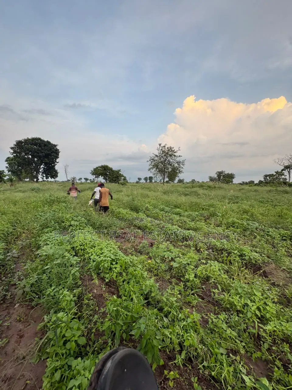 20 Acres Farmland for Sale at Asante Akyem North