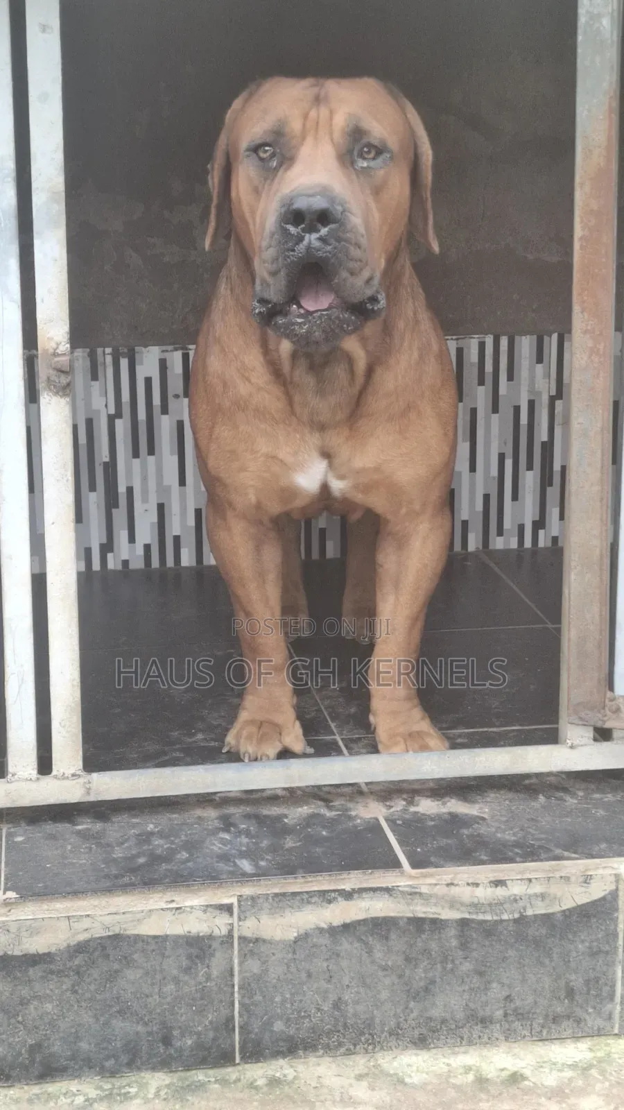 1-3 months Female Purebred Boerboel