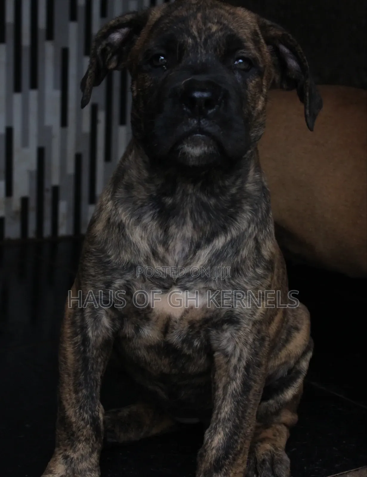1-3 months Female Purebred Boerboel
