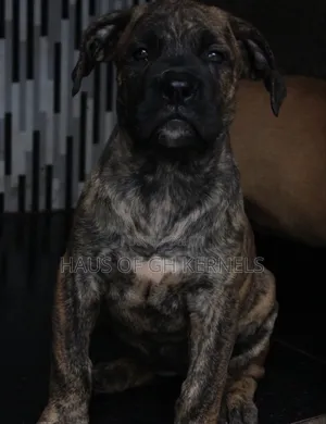 1-3 months Female Purebred Boerboel