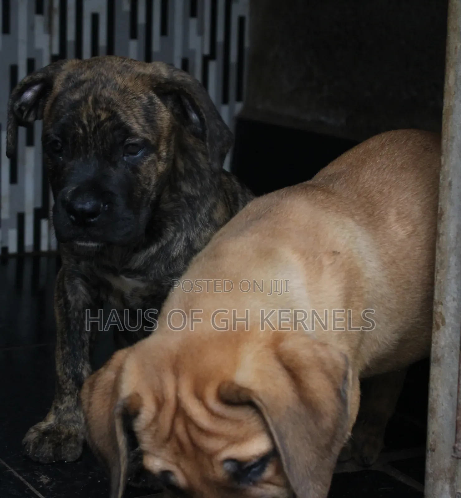 1-3 months Female Purebred Boerboel