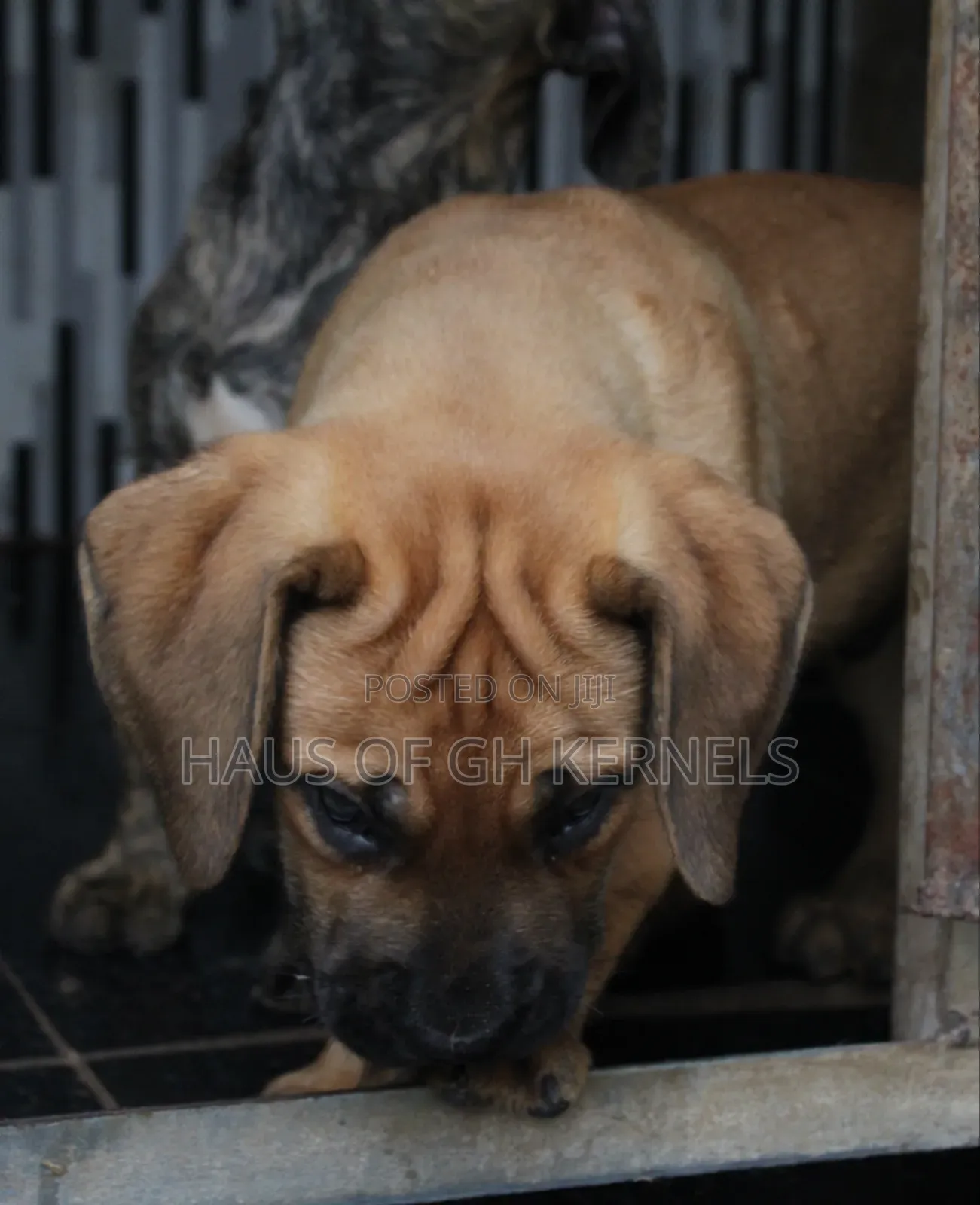 1-3 months Female Purebred Boerboel
