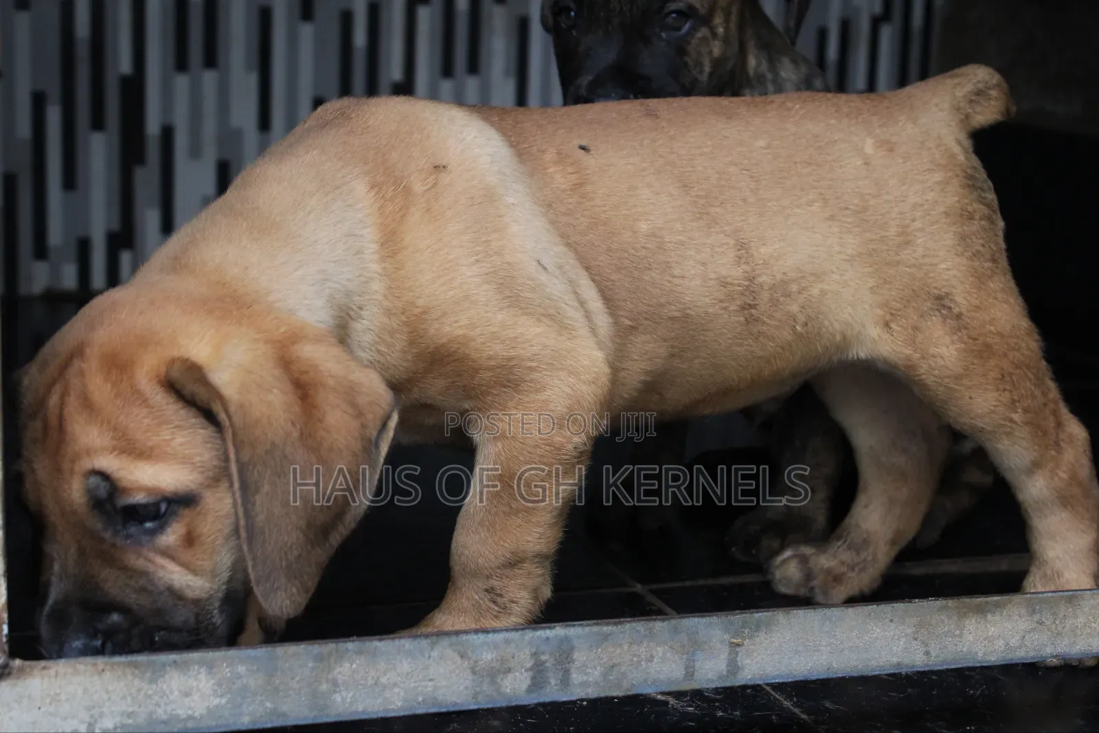1-3 months Female Purebred Boerboel