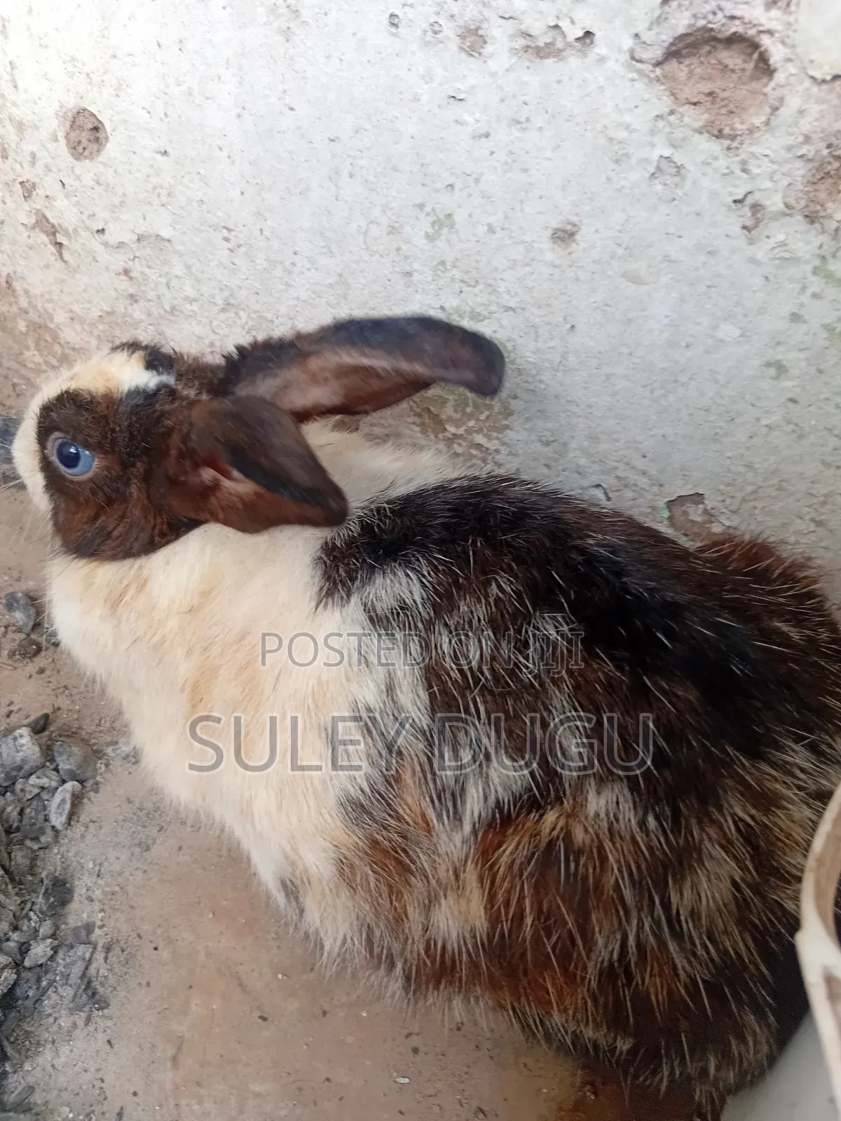 Healthy Young Rabbits for Sale