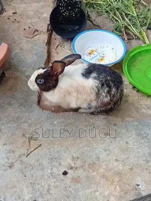 Healthy Young Rabbits for Sale