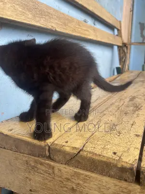 1-3 months Male Purebred Cat