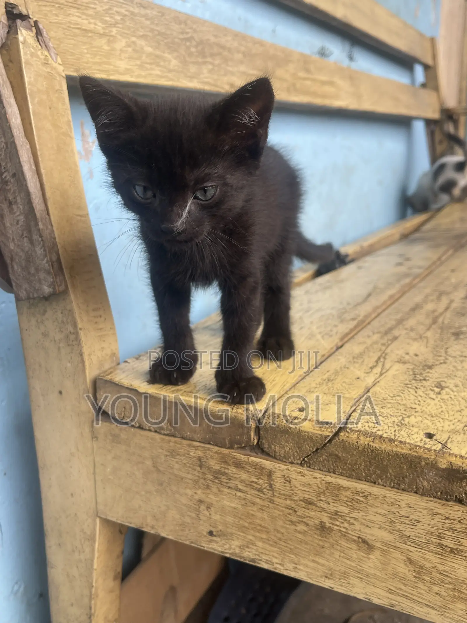 1-3 months Male Purebred Cat