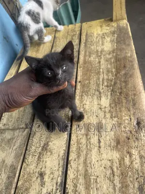 1-3 months Male Purebred Cat