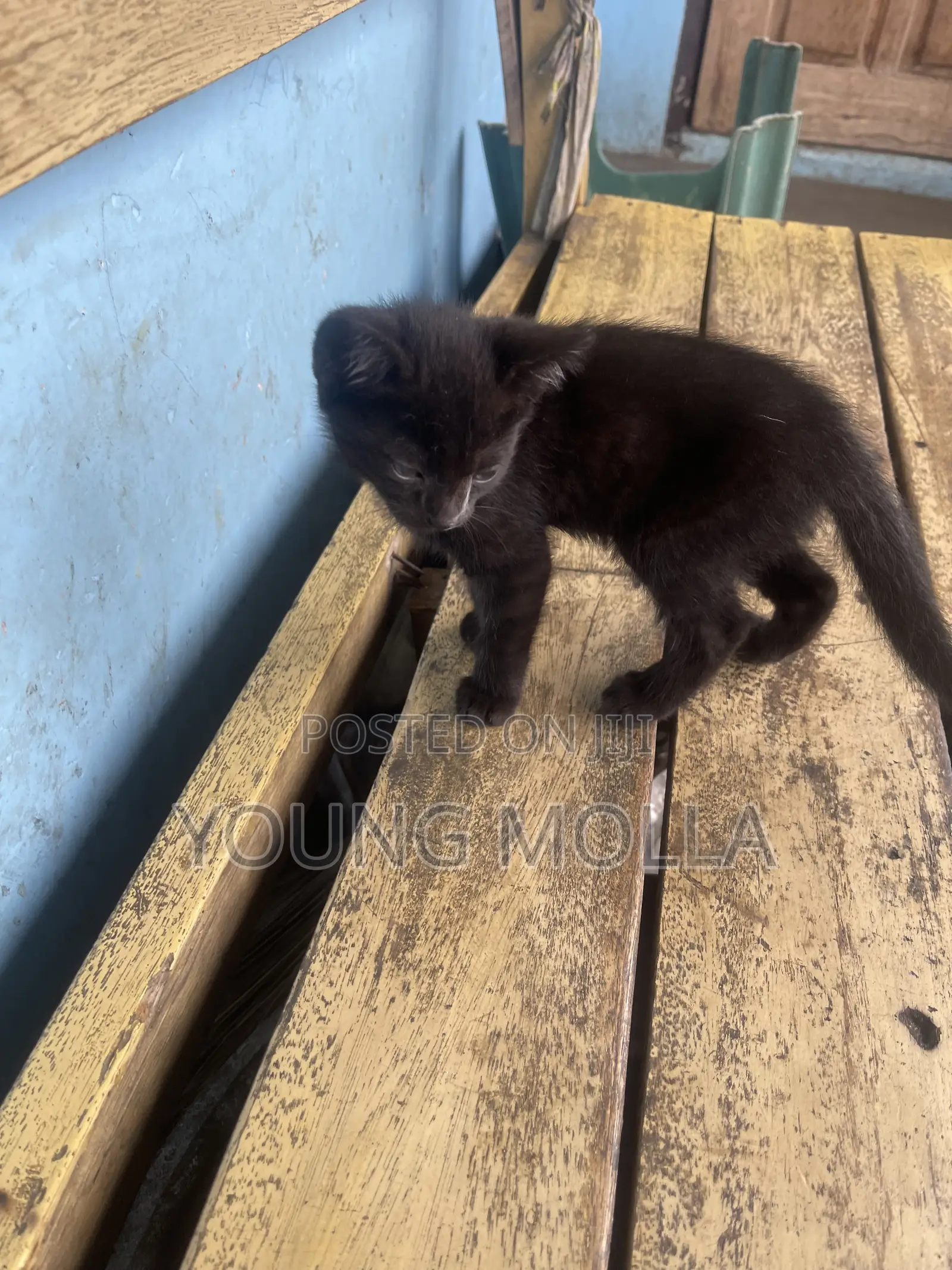 1-3 months Male Purebred Cat