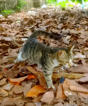 1-3 months Female Mixed Breed Cat
