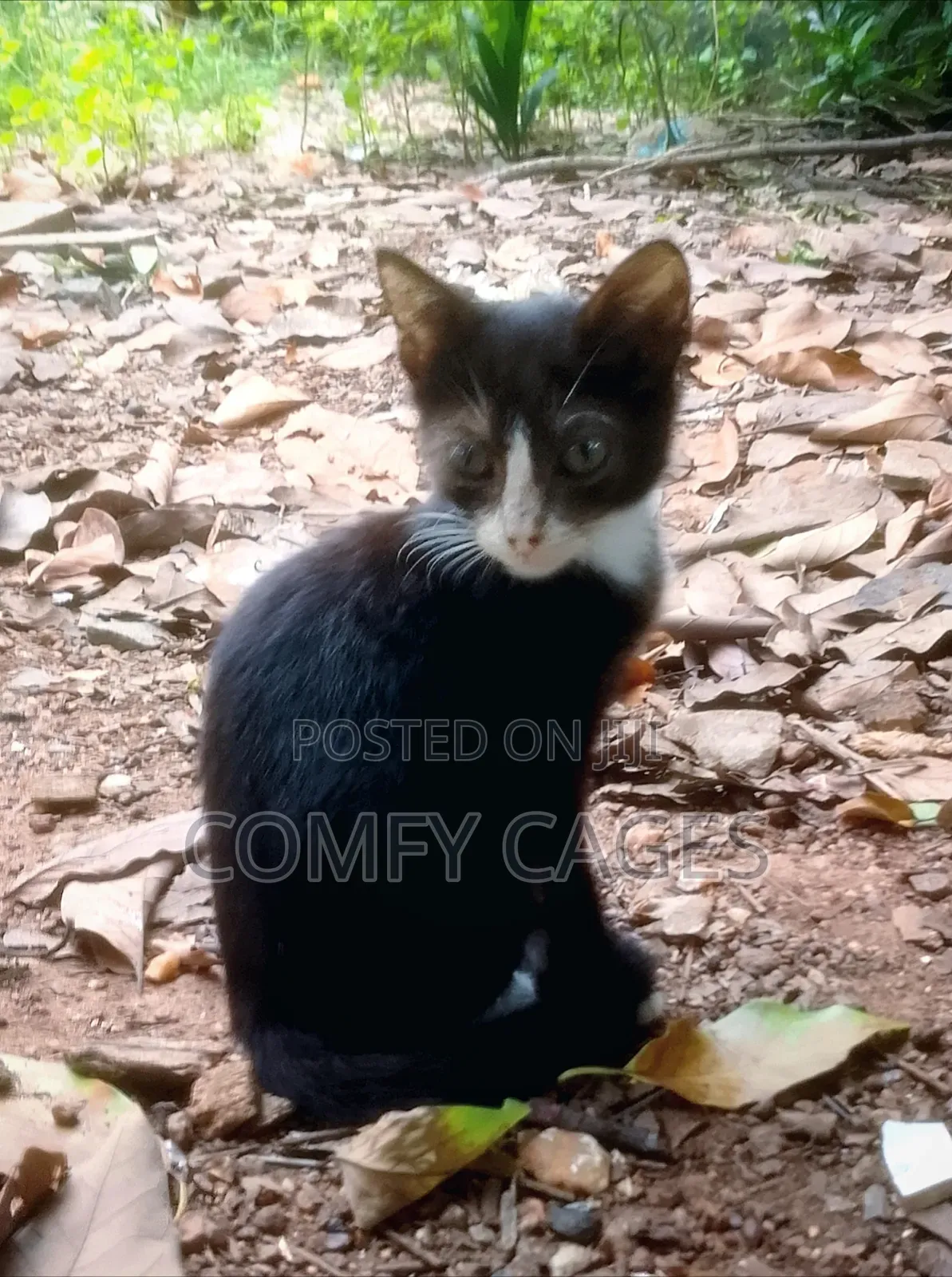 3-6 months Female Mixed Breed Cat