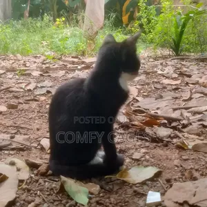 3-6 months Female Mixed Breed Cat