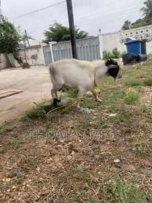 Male Goat for Sale