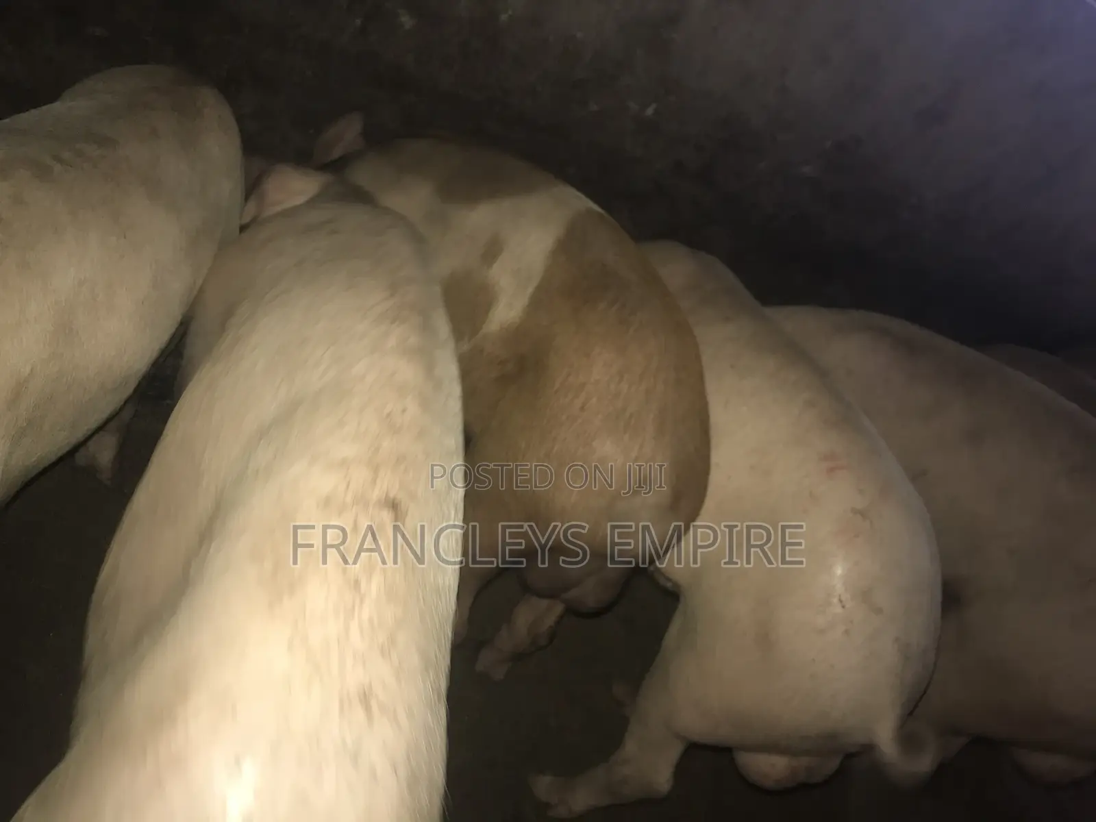 34cedis Per Life Weight.Fatless Pigs for Killing. Dressing Fee.