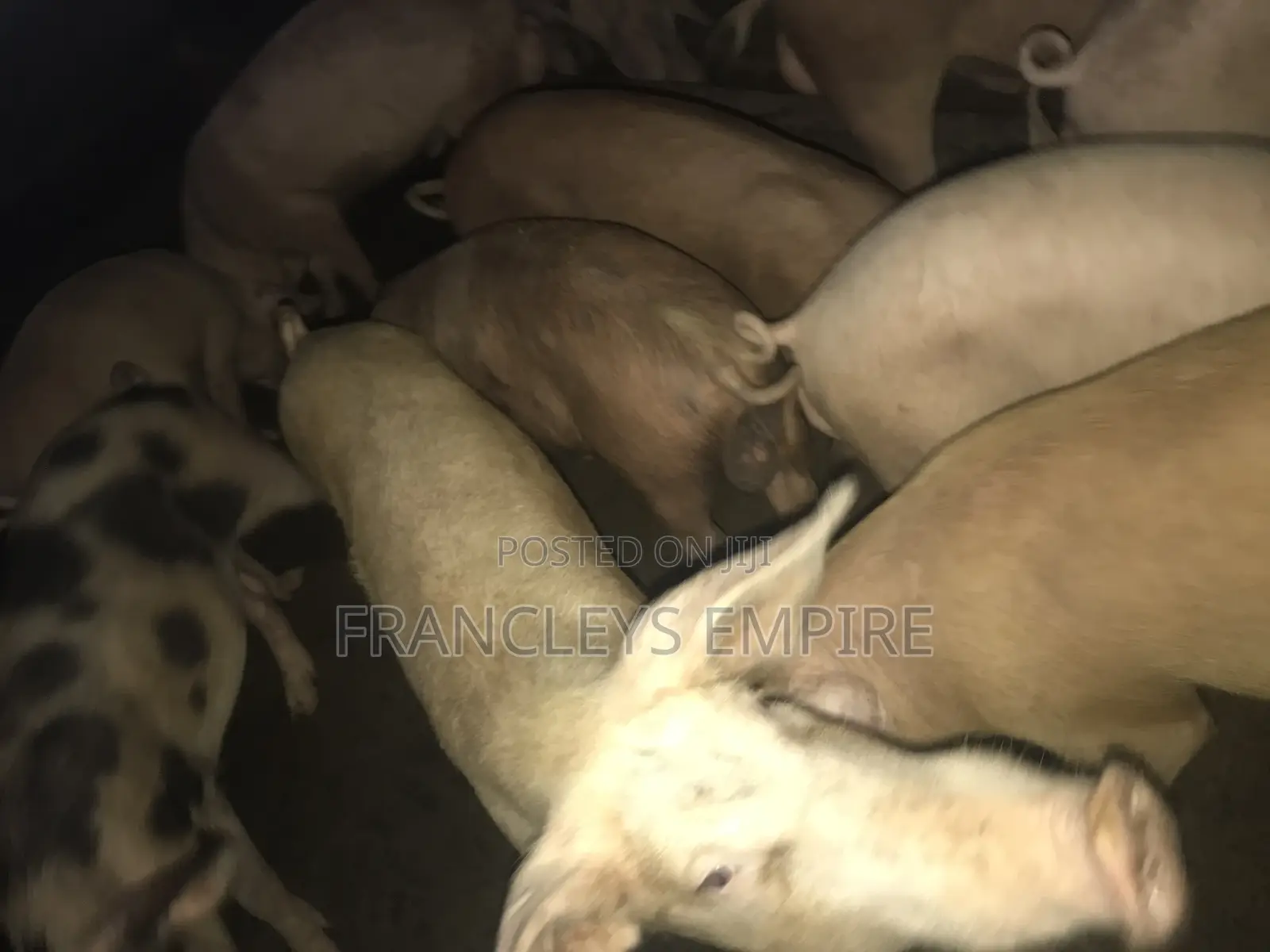 34cedis Per Life Weight.Fatless Pigs for Killing. Dressing Fee.