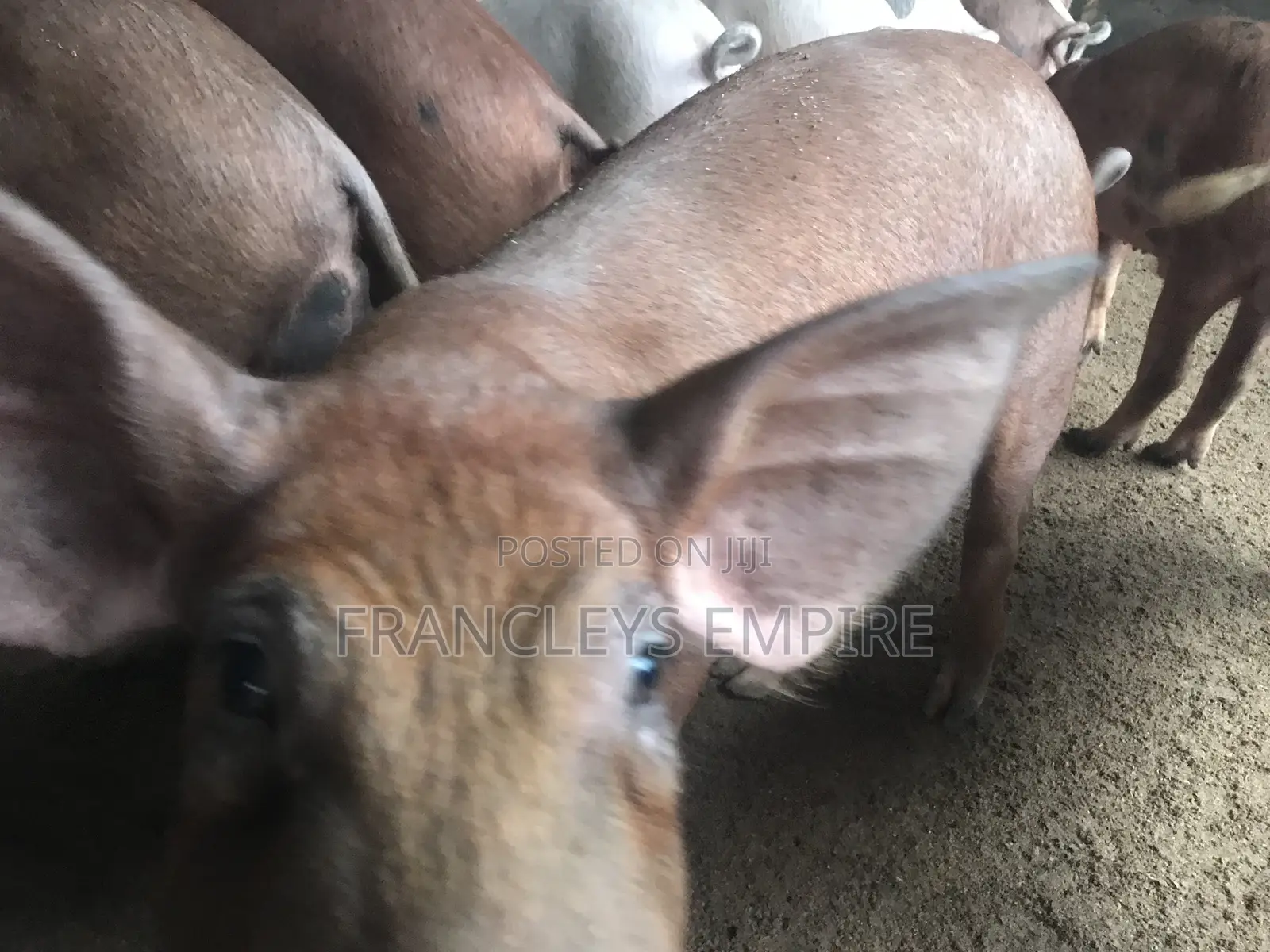 34cedis Per Life Weight.Fatless Pigs for Killing. Dressing Fee.