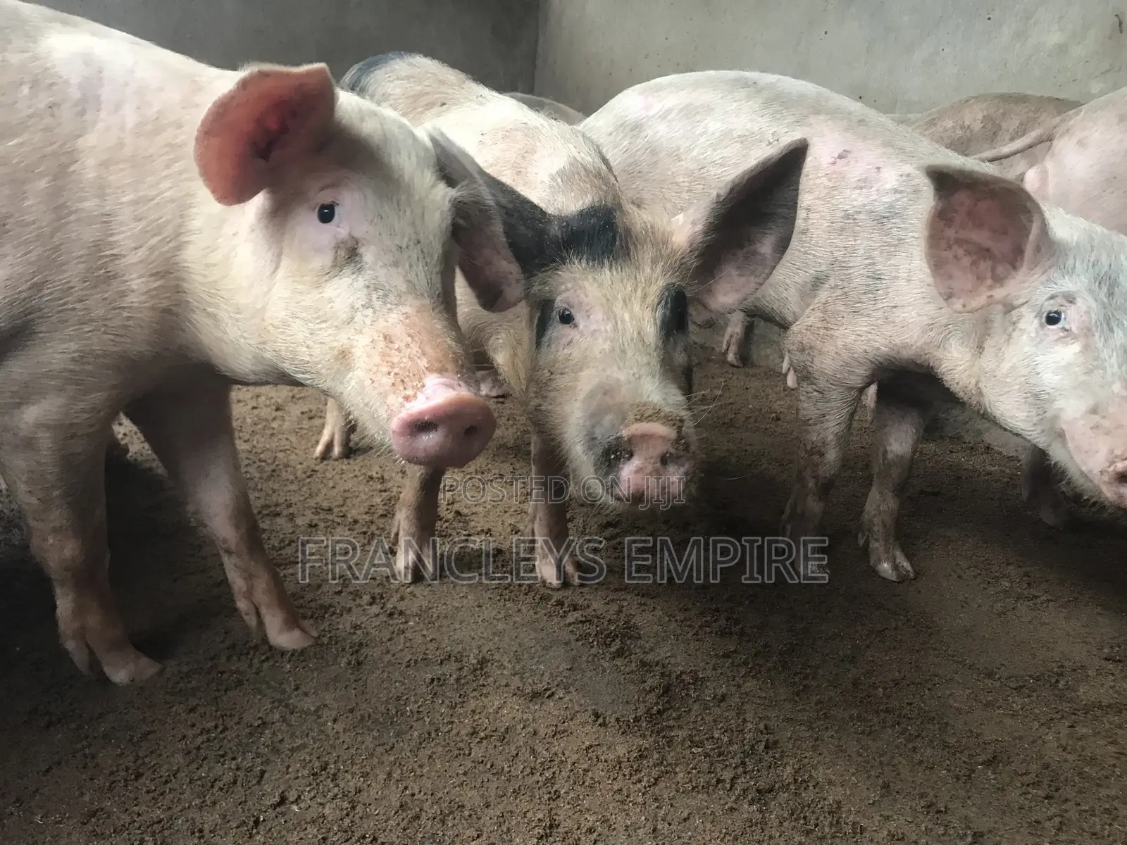 34cedis Per Life Weight.Fatless Pigs for Killing. Dressing Fee.