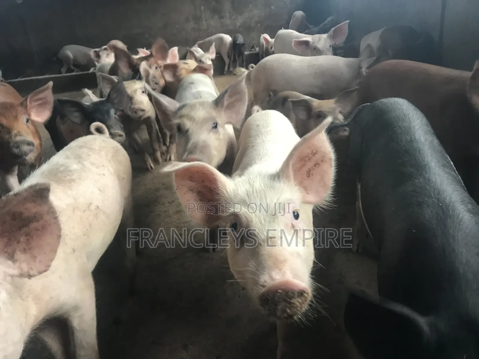 34cedis Per Life Weight.Fatless Pigs for Killing. Dressing Fee.