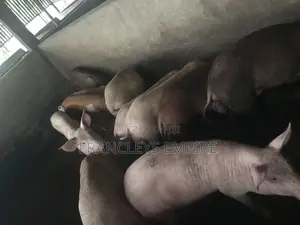 34cedis Per Life Weight.Fatless Pigs for Killing. Dressing Fee.