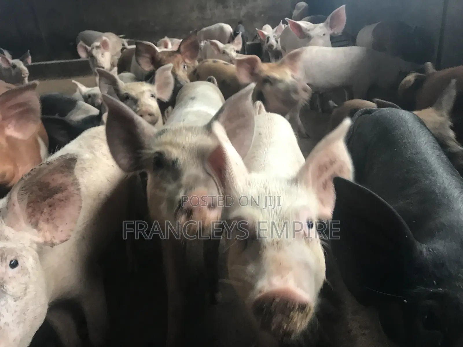 34cedis Per Life Weight.Fatless Pigs for Killing. Dressing Fee.